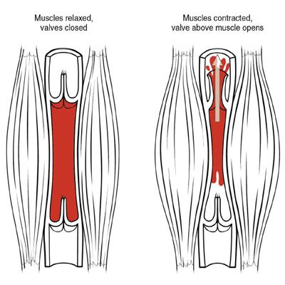 Muscle Pump